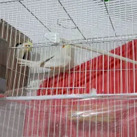 عروس هلندی جفت|پرنده|مشهد, شهید احمدی روشن|دیوار