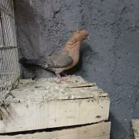 ماده افغان|پرنده|اندیمشک, |دیوار