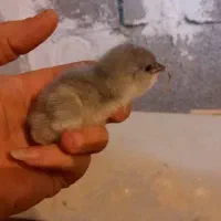 فروش تعدادی جوجه گلین طوسی وسیاه خال سوزنی زیرمرغی|حیوانات مزرعه|برازجان, |دیوار