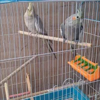 جفت عروس هلندی نر دستی