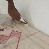 دمسفید زیبا