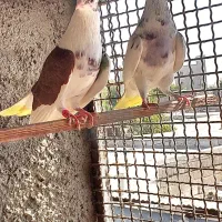 چندتاکبوترخوب|پرنده|بندرعباس, |دیوار