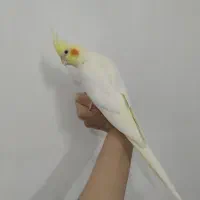 جوجه عروس هلندی