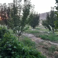 فروش زمین ۱۵۰۰ متری در چشمه گیلاس|فروش زمین و ملک کلنگی|مشهد, بهاران|دیوار