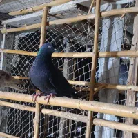 کبوتر|پرنده|گمیشان, |دیوار