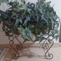 یه گلدان فرفوژه با برگهای خارجی