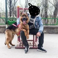 سگ ژرمن شپرد شوالین|سگ|تبریز, |دیوار