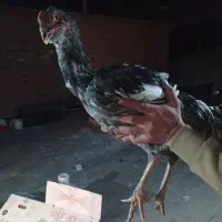 مرغ جوجه خروس لاری افغان اطیل ریشی|حیوانات مزرعه|بناب, |دیوار