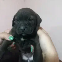 توله سگ پیتبول|سگ|پاکدشت, خاتون آباد|دیوار