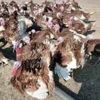 تخم بوقلمون نطفه دار