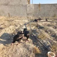 بوقلمون محلی نر وماده|حیوانات مزرعه|شیروان (خراسان), |دیوار