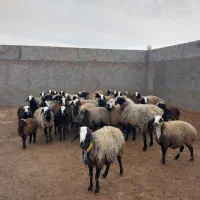 میش اصیل شال