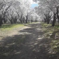 فروش-باغ-بادام-درجه-یک