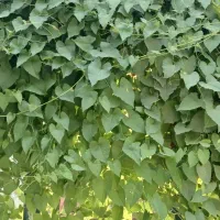 فروش گیاهان گرمسیری|خدمات باغبانی و درختکاری|جم, |دیوار