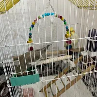 دو عدد پرنده نر وماده