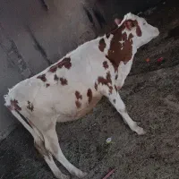 گوساله سیمینتال ماده
