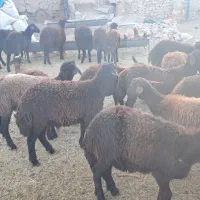 19 راس بره ماده جفتی  78کیلو|حیوانات مزرعه|سجاس رود, |دیوار