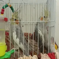 عروس هلندی سیامون 2تاش750 پول لازمم