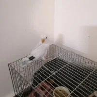 کوتوله دستی|پرنده|شهرضا, |دیوار