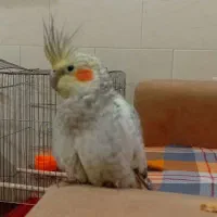 فروش عروس هلندی و کوتوله برزیلی