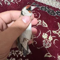 سهره|پرنده|شیراز, قالیشویی|دیوار