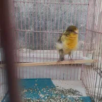 قناری نر ۱ ساله|پرنده|شوشتر, |دیوار