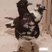 جف افغونی دم سفید|پرنده|تربتحیدریه, ده پائین|دیوار