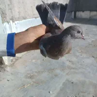 دو عدد جوجه کبوتر سرور و شازده