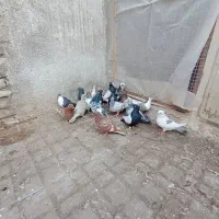 ۲۰کفتر رنگه به قیمت مفت