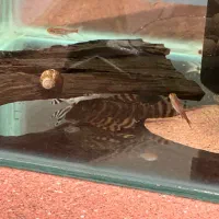 پلکو زبرا و تایگر و آنجل دودی|ماهی|تهران, زعفرانیه|دیوار