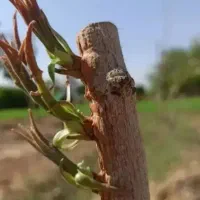 پیونددرخت پسته