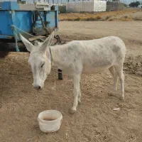 خر گله ای