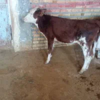 گوساله ماده سیمینتال و هلشتاین|حیوانات مزرعه|ایلام, |دیوار