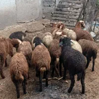 ۳ بره گوسفند دونه ای ۵۵۰۰تومن|حیوانات مزرعه|آمل, |دیوار