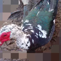 اردک خارجی و غاز چاق