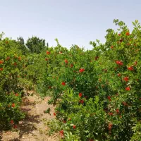باغ 2000 متری|فروش زمین و ملک کلنگی|قم, شاد قلی|دیوار