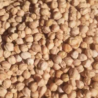 نخود دیم درشت