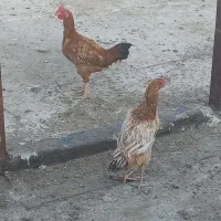 مرغ و خروس لاری|حیوانات مزرعه|پاکدشت, پاکدشت (مامازند)|دیوار