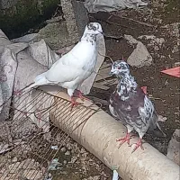 معاوظه با ۱خروس|پرنده|رشت, فرودگاه سردار جنگل رشت|دیوار