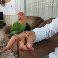 طوطی برزیلی نر سالم و سرحال پنج ماهه