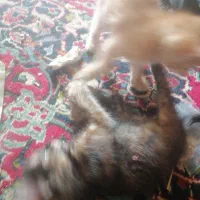 2 تا بچه گربه ناز نازی با مادرشون واگذار میشود