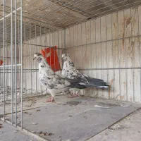 کفتر پرشی کاشان|پرنده|کاشان, طاهرآباد|دیوار