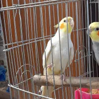 عروس هلندی لوتینو نر سخنگو بالغ