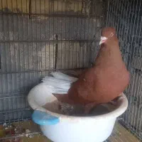 سرخ دم سفید نر