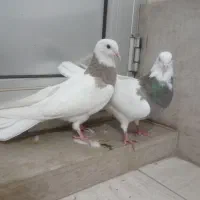 کبوتر سرور|پرنده|عجب شیر, |دیوار