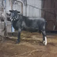 قوچ رومانوف