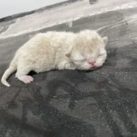 کیتن گربه|گربه|زنجان, |دیوار