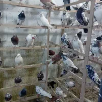 کبوتر فروشی ۱۵۰ طوق|پرنده|کرج, احدآباد|دیوار