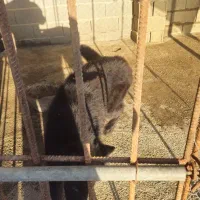 سگ ژرمن شپرد|سگ|رودسر, |دیوار