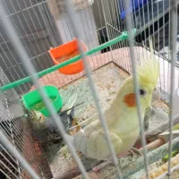 عروس هلندی جفت با جوجه